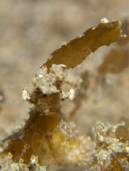 Decorator crab with a funny hair do! Canon G 10 by Andrew Macleod 